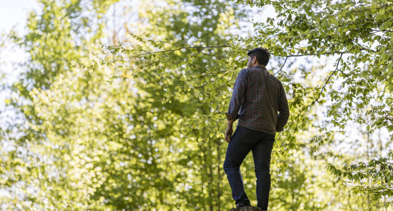 wald_aussicht.jpg wald_aussicht.jpg